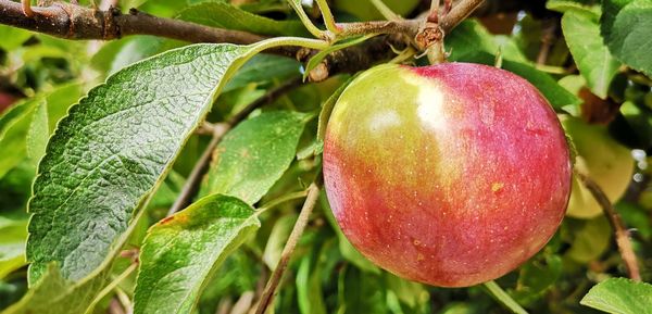 Close-up of apple growing on tree