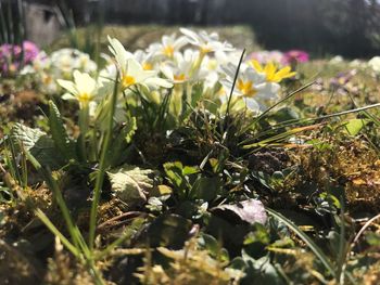 Close-up of flowering plants on field