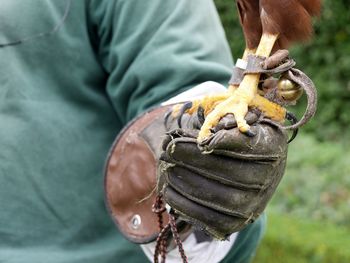 Close-up of eagle foot perching on human hand