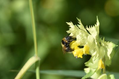 Close-up of bee on flower