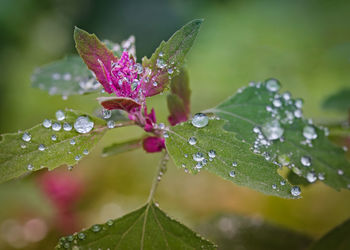 Close-up of raindrops on pink flower