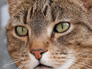 Close-up portrait of a cat