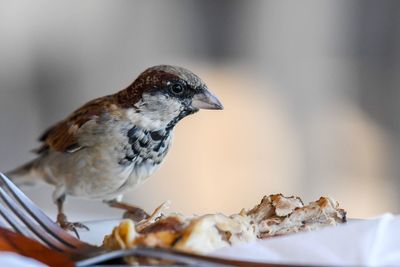 Close-up of bird perching outdoors