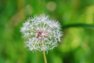 Close-up of dandelion flower