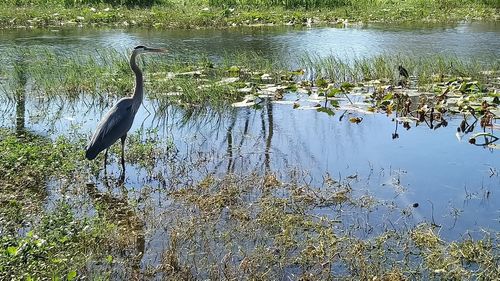 High angle view of gray heron on lake