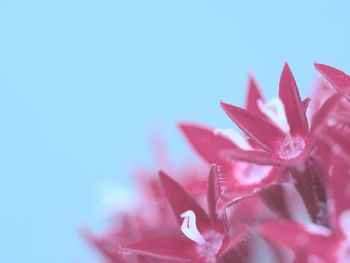 Close-up of pink flowering plant against blue sky