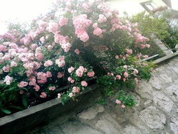 Close-up of pink flowers