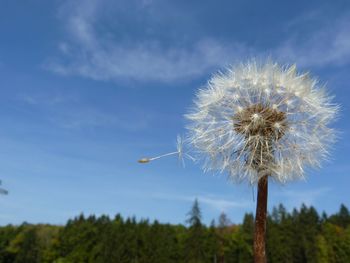 Close-up of dandelion against sky