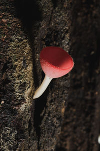 Close-up of red mushroom growing on tree trunk