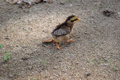 Close-up of bird on field