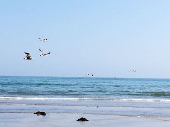 Seagulls flying over sea against clear sky