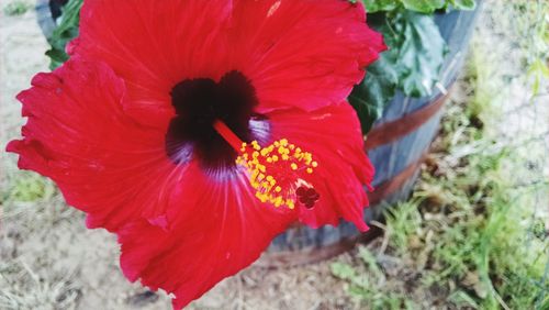 Close-up of red flower