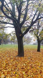 Close-up of tree trunk during autumn