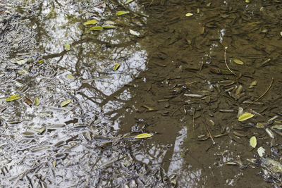 High angle view of leaves floating on water