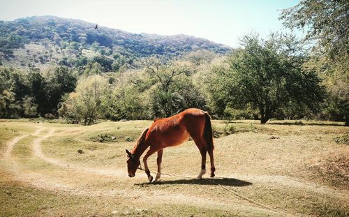 Horse standing on grassy field