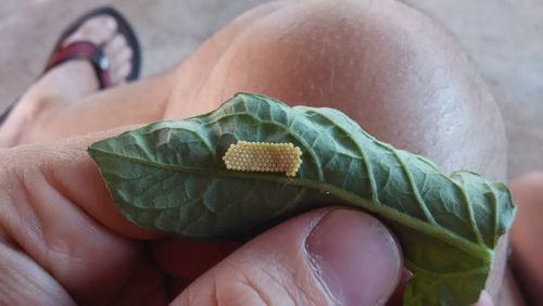 Close-up of hand holding leaf
