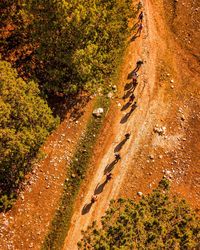 High angle view of road amidst trees on field