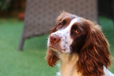 Close-up of dog looking away