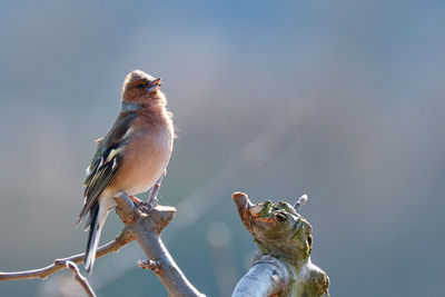 Close-up of birds perching on branch
