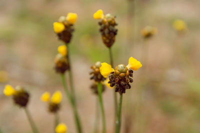 Close-up of yellow flowering plant