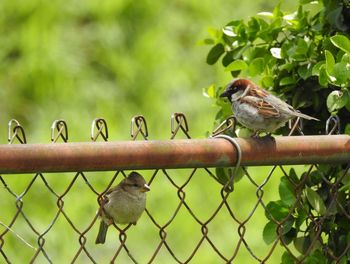 Birds perching on a metal fence