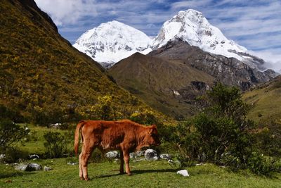 Cows standing on mountain against sky