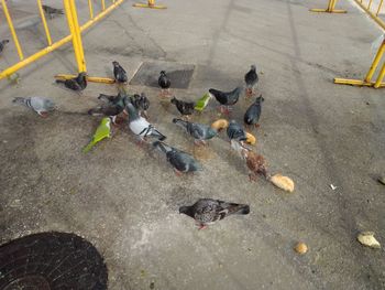 High angle view of pigeons on street