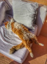 High angle view of cat on bed