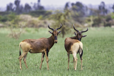 Deer standing on field