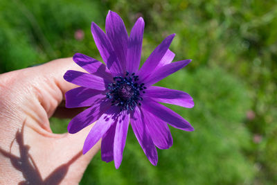 Close-up of purple flower