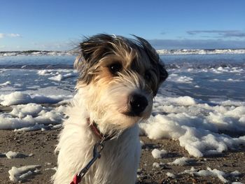 Close-up of dog on beach against sky