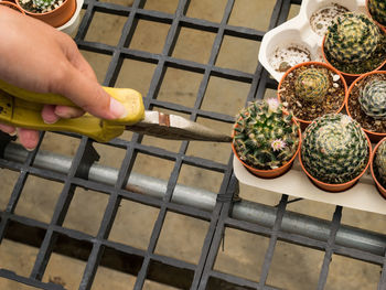 Cropped hand holding pliers by succulent plants