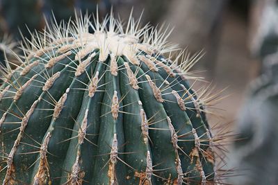 Close-up of cactus