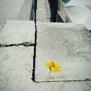 Close-up of yellow flowers