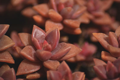 Full frame shot of pink flowers