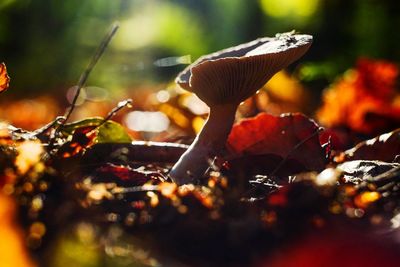 Close-up of mushroom growing on land