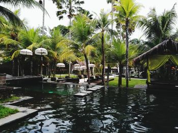 Palm trees in swimming pool against sky