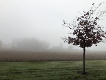 Tree on field against sky during foggy weather