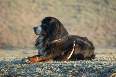 Bernese breed dog in a park in lombardy italy