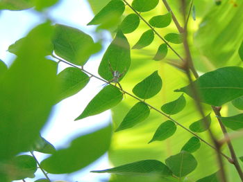 Close-up of plant