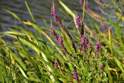 Close-up of purple flower