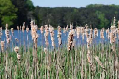 Close-up of plants growing on land