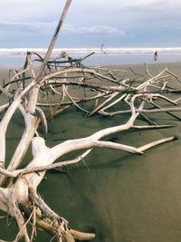 Driftwood on beach against sky