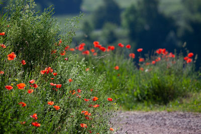 Close-up of red poppy flowers on field