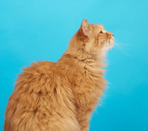 Profile of an adult ginger fluffy cat with a large mustache on a blue background, close up