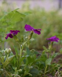 Close-up of pink flowering plant on field