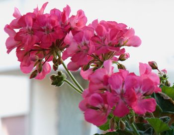 Close-up of pink bougainvillea blooming outdoors