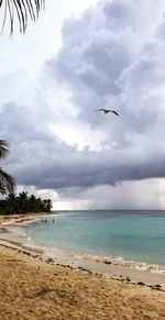 Seagulls flying over beach