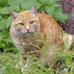 Portrait of a cat