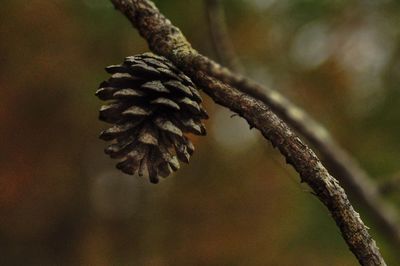 Close-up of twigs